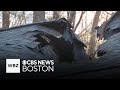 High winds cause tree to go through Hopkinton church roof