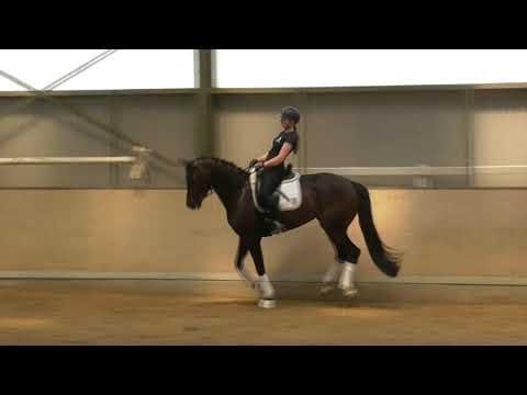 4j. Hannoveranerstute v. For Romance x Lauries Crusador