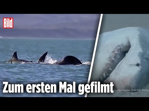 Orca tötet Weißen Hai in zwei Minuten