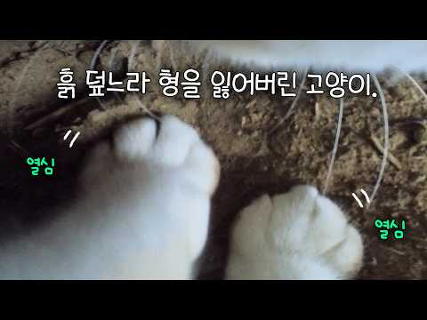 흙 덮느라 형을 잃어버렸다...