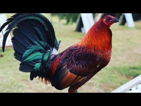 Beautiful Black Friday Rcp Farm in Hawaii Roger Tabac - Nice Birds
