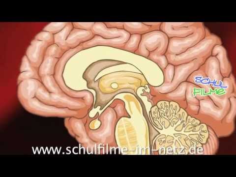 Brain - School Biology Film