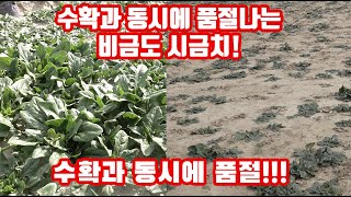 수확과 동시에 품절나는 지금도 섬초 시금치!!!! 그 재배법도 남 다르네요!! 12월 첫 수확 예약 주문 받…