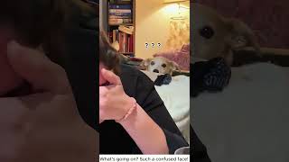 The dog is so confused!#funnydog #dogsof#funny #do #dog #theothersideofmakebelieve #pets