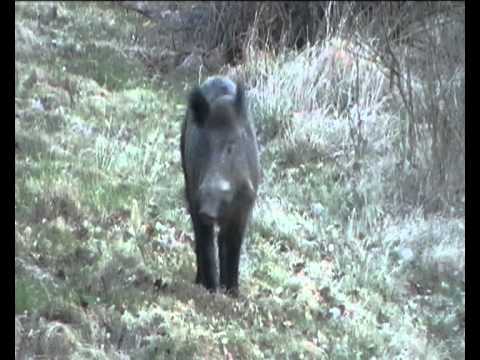 Keiler beim Abendansitz 26.03.2012