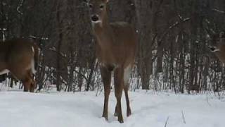 preview picture of video 'white tailed deer in Kirkland Quebec Canada'