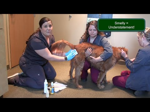 How to express your dog's anal glands