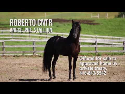 ANDALUSIAN PRE BLACK STALLION - FOR SALE