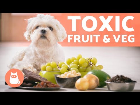 HARMFUL FRUITS and VEGETABLES for DOGS 🐶❌🥑