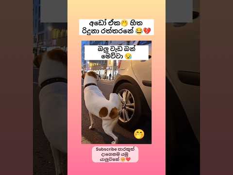 බලු වැඩ මල්ලි ඔව්වා 😂💔 #sinhala #funny #comedy #trending #shorts #viralvideo #song #automobile #film