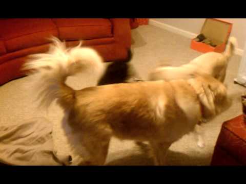 Dogs Game of Sabotage