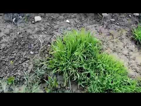 сухбат бо дустон