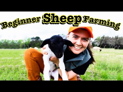 , title : 'SHEEP FARMING FOR BEGINNERS // What I Wish We Knew Before Starting a Sheep Farm'