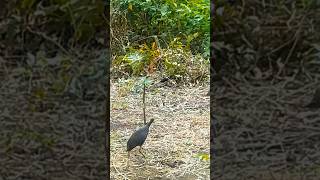 Download lagu AMPUH SUARA PIKAT RUAK-RUAK #youtubeshorts #videoshort #fyp mp3 Download lagu AMPUH SUARA PIKAT RUAK-RUAK #youtubeshorts #videoshort #fyp mp3