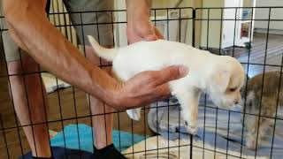 Schnauzer nain femelles à vendre