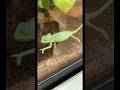 #chameleon #pets #fyp #familyof5 #momof4 #dayinthelife #subscribe #momlife #cute #animals #ditl
