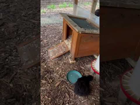 Silkie Breeding Pens and Bachelor Pads