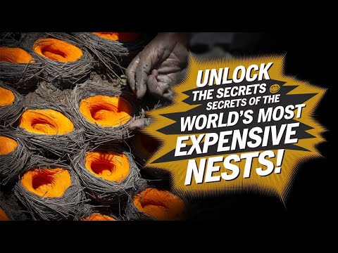Harvesting the World's Most Expensive Bird Nests - Swiftlet Farm Tutorial