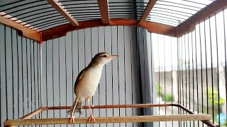 Download lagu CIBLEK SAWAH BETINA GACOR‼️ampuh buat pikat, pancingan, dan terapi macet bunyi mp3