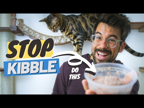 I NO longer feed KIBBLE, I feed my cat this instead…