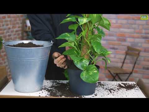 Efeutute umtopfen | Pflanzen-Kölle