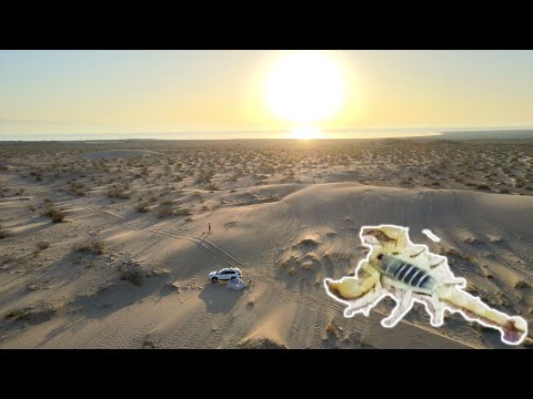 The Salton Sea, and Scorpions California