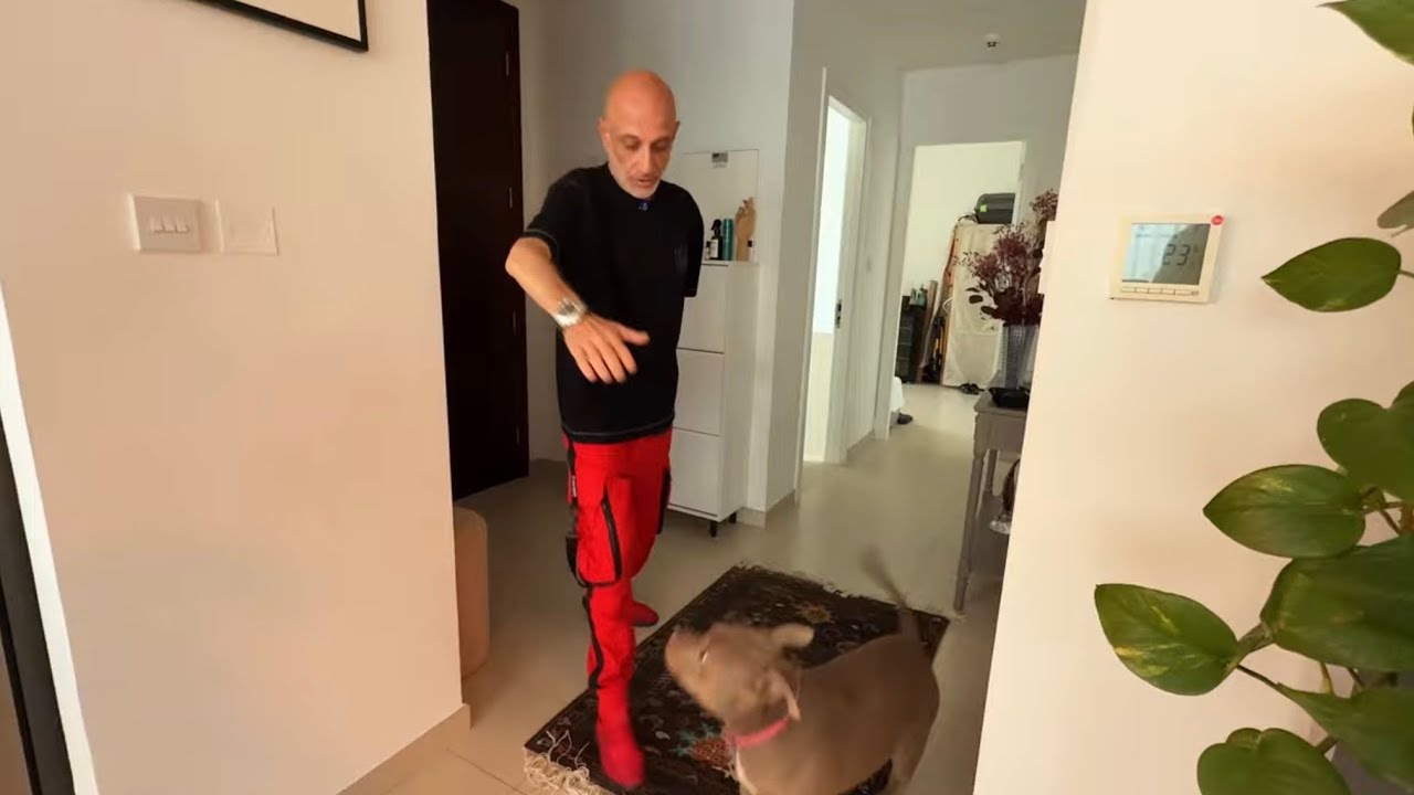 Один из лучших способов отучить лаять на гостей (Американский Булли)