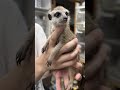 ミーアキャットベビー♀（2026年5月産まれ）超べた馴れ♪のYouTubeサムネイル画像