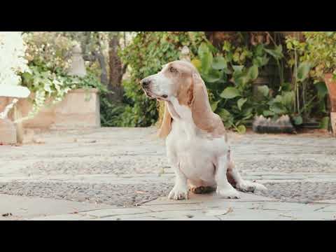 Hush Puppies - Walk Happy 🐶