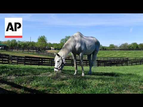 Oldest living Kentucky Derby winner Silver Charm still shines at 30