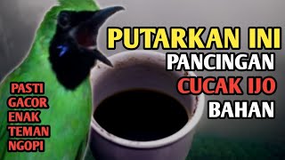Download lagu AMPUH untuk pancingan CUCAK IJO bahan biar ikut bunyi dan gacor, putarkan ini!!! mp3 Download lagu AMPUH untuk pancingan CUCAK IJO bahan biar ikut bunyi dan gacor, putarkan ini!!! mp3