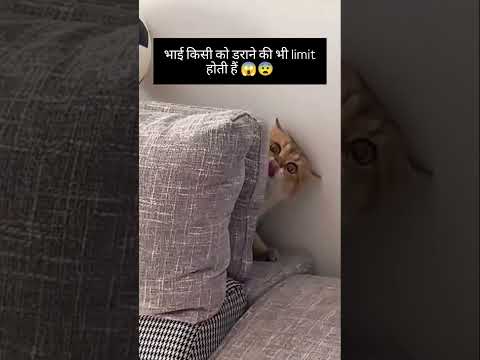 #comedy #funny #fun #funnyvideo #funnycats #cat #catshorts