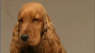 The Cocker Spaniel – Pet Dog