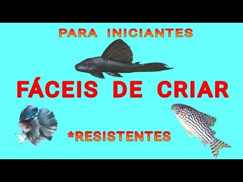 Os 3 PEIXES Mais FÁCEIS de criar em aquário ( TOP 3 )