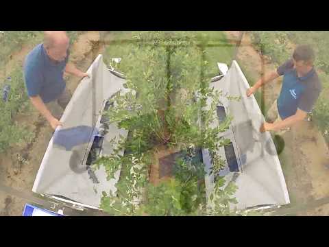Promotional Video Blueberry harvester Harvy 200