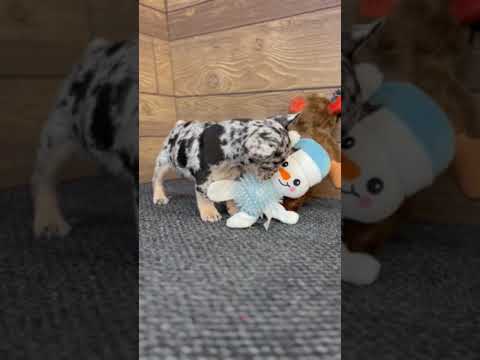 Video 3