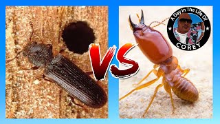Termite Damage VS Powderpost Beetle Damage   | A Day In The Life of Corey