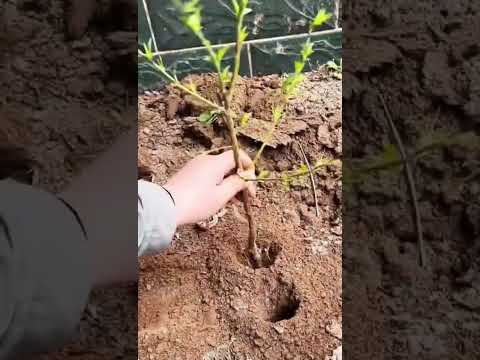 Бур на дрель для бурения в саду/огороде GardenDrill, 22х4 см - фото 1 - id-p2686516210