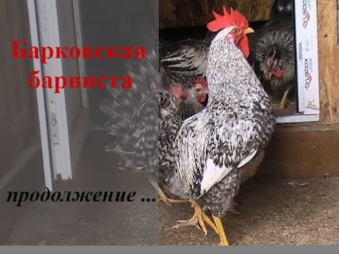 Куры Барвиста Фото