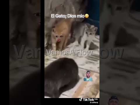 suscribanse 👍🦜