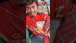 Download lagu HOKKY BENER !!! MANCING JAER PAKAI KAIL NO 1 DAPAT BABON BAWAL NGILLU NGERI PATAH #umpanbawalharian mp3 Download lagu HOKKY BENER !!! MANCING JAER PAKAI KAIL NO 1 DAPAT BABON BAWAL NGILLU NGERI PATAH #umpanbawalharian mp3