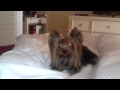 Gucci And I Playing