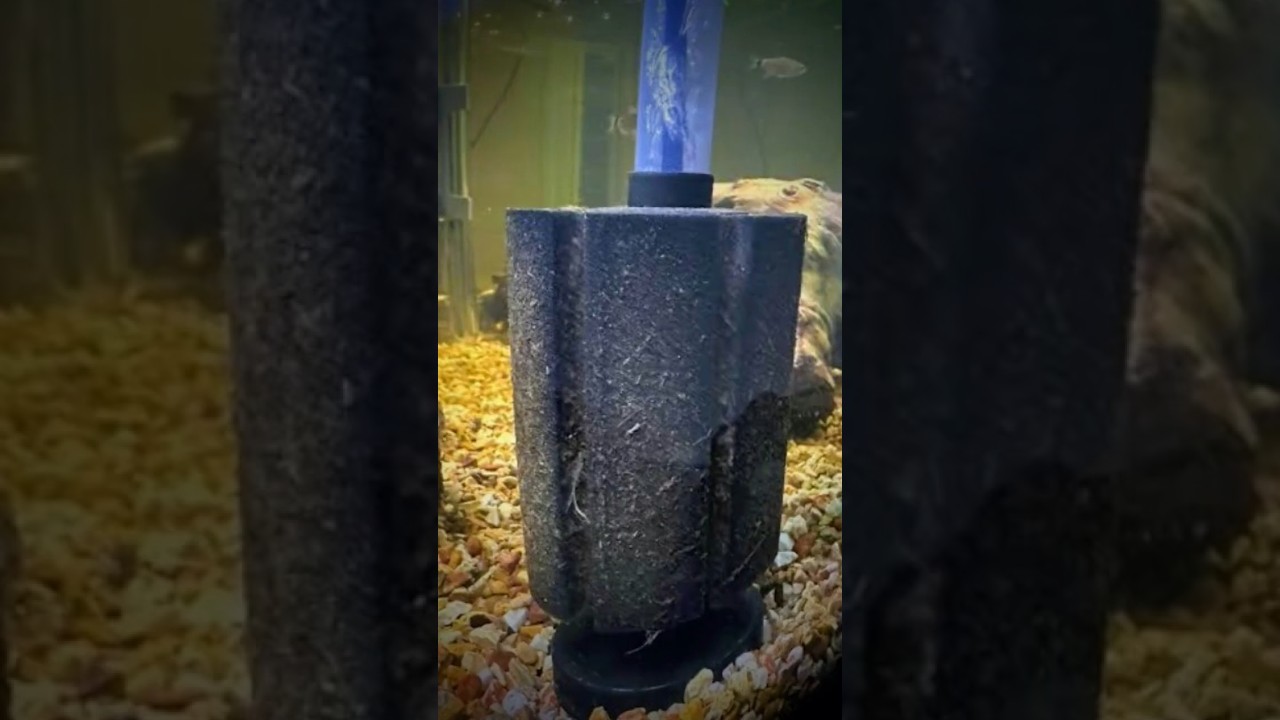 How to Clean Aquarium Filter #aquarium