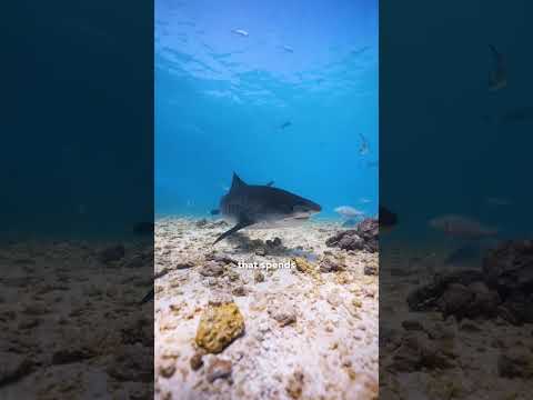 Christmas gift Ideas for divers