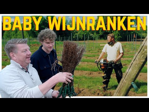 Baby Wijnranken | Seizoen 2 | Aflevering 2