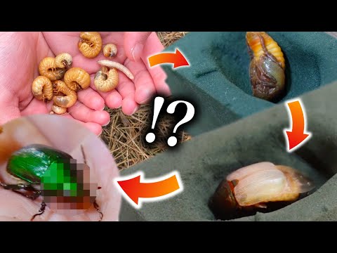 コガネムシは何を食べるのですか？彼らはあなたの庭への脅威ですか？  庭園