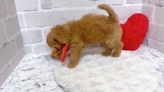 ハーフ犬の動画01