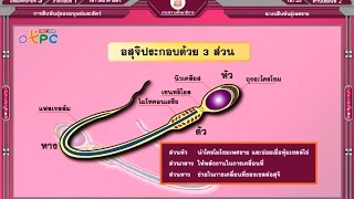 สื่อการเรียนการสอน ระบบสืบพันธุ์เพศชาย ม.3 วิทยาศาสตร์