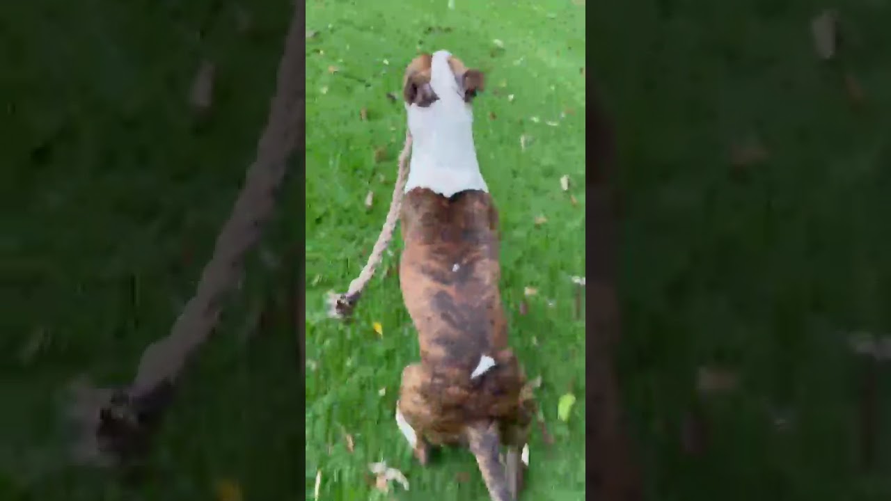 Cachorro raça Bull Terrier idade 3 anos nome Joey