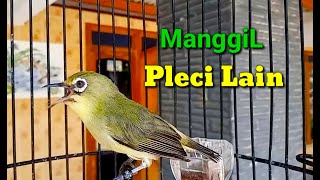 Download lagu Pleci Ngalas Manggil Pleci Lain Bikin Pleci Bahan ... mp3